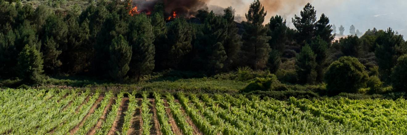 vineyards-wildfires_article_banner.jpg