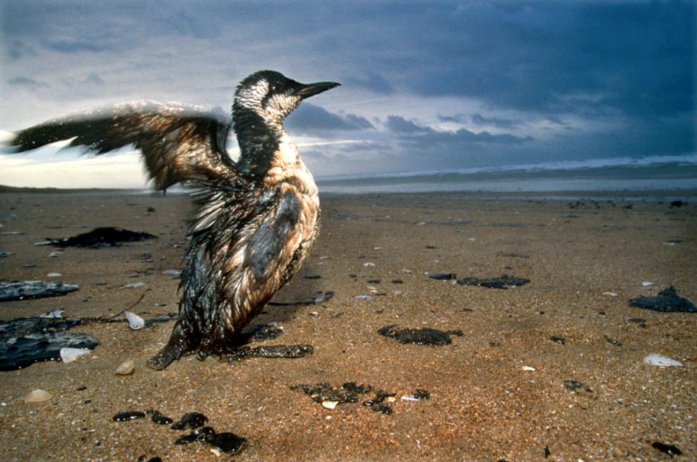 Environmental constraints : fossil fuels present many environmental problems linked to combustion and transport