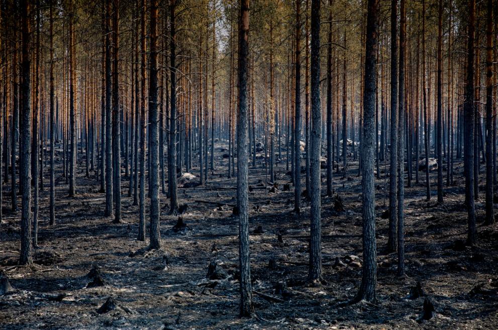 Sweden fighting forest fires 