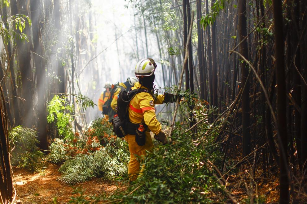 The firefighters from Portugal working cleaning a road to access the fire at Cortijo, Concepcion on February 15, 2023. 