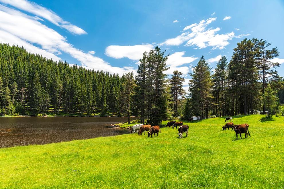 Bulgaria cow river rhodope mountain tree cattle.