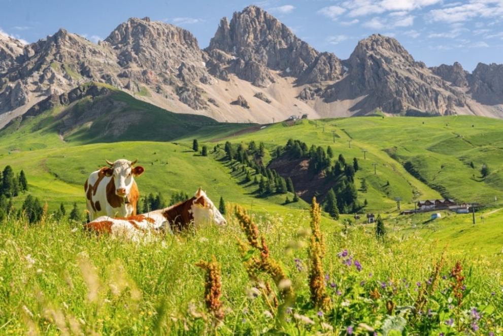 Cows on a grass in Switzerland.