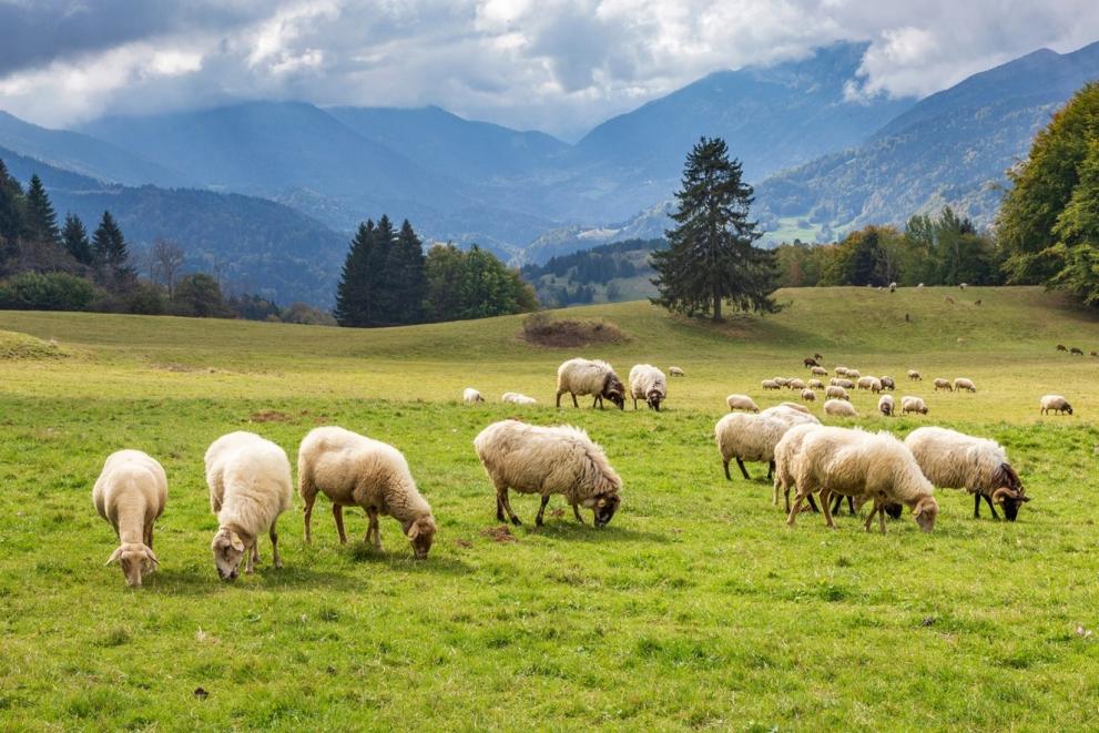 Sheep's on a grass in Switzerland.