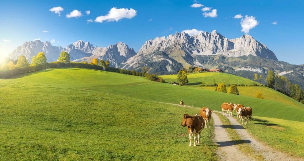 Cows on a green grass in Switzerland.