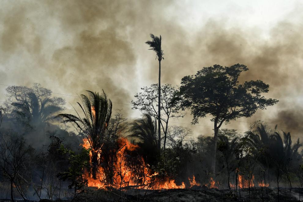 Amazon rainforest fires.