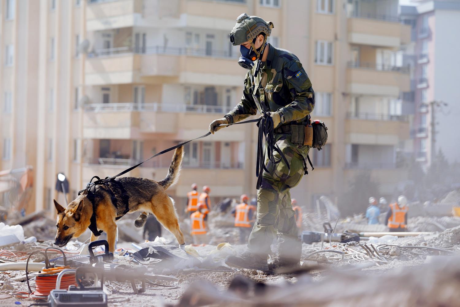 SAR dog