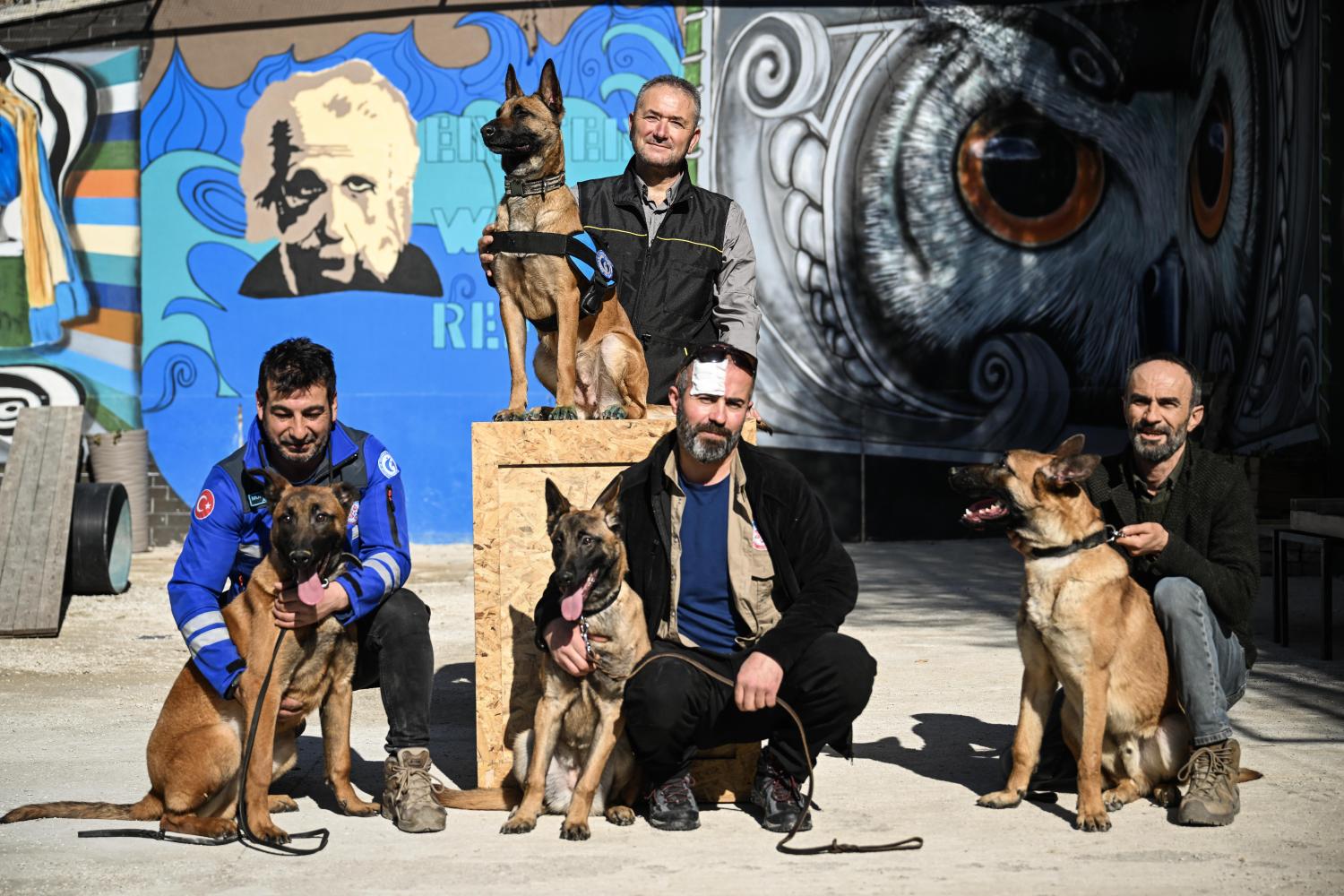 SAR dogs