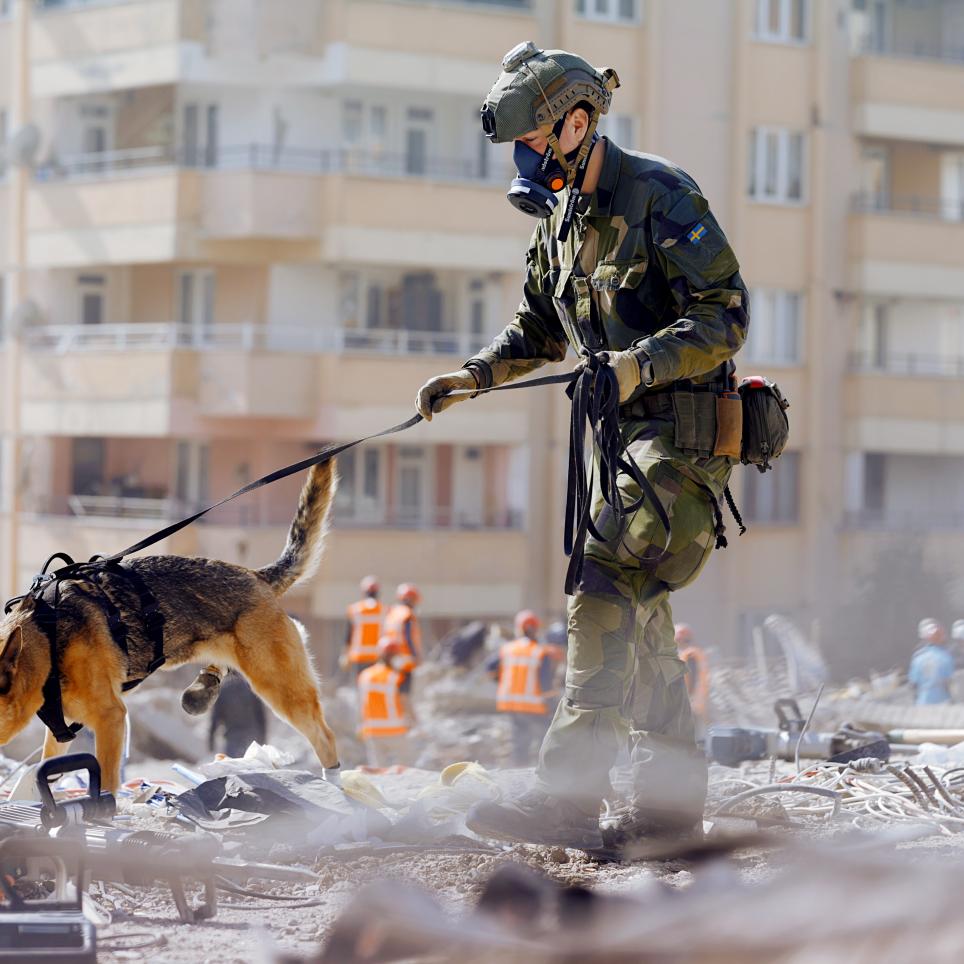SAR dog