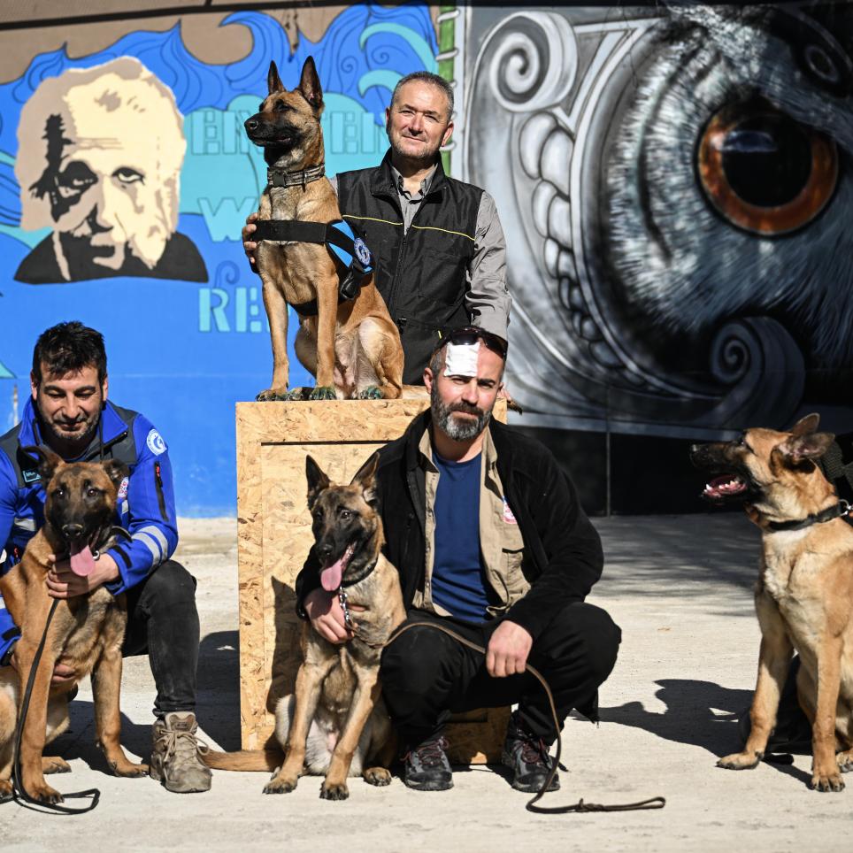 SAR dogs