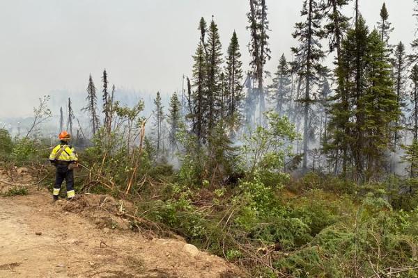 A firefighter stands on the edge of a forest area from which smoke is rising