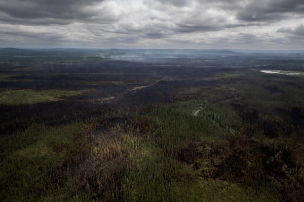 The scorched woodlands caused by wildfires in the central Mauricie region of Quebec Canada, about 715 kilometers north of Montreal.