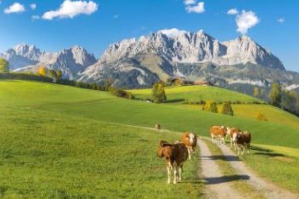 The value of grazing as a wildfire prevention tool.