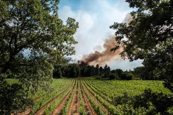 Vineyards 