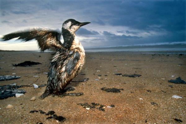 environmental-constraints