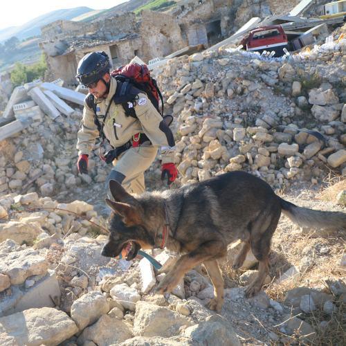 Rescue dog in debris