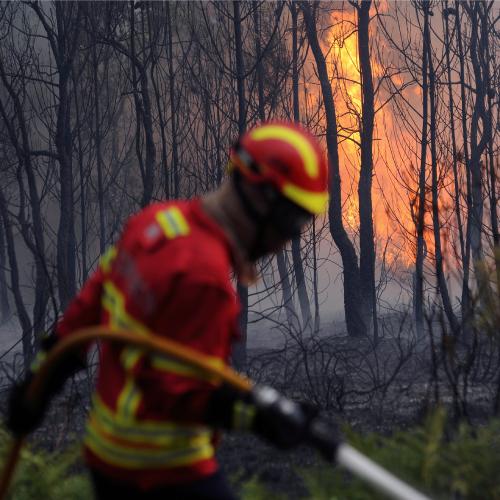 Wildfires main image