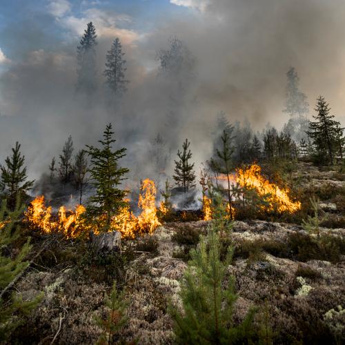 Sweden fighting forest fires