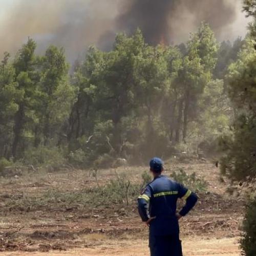 Wildfires in a forest in Greece