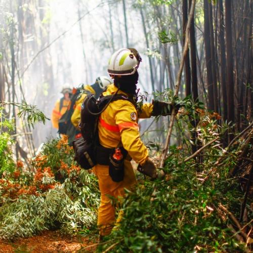 The firefighters from Portugal working cleaning a road to access the fire at Cortijo, Concepcion on February 15, 2023.