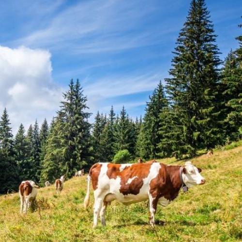 Cows on a grass in Austria.