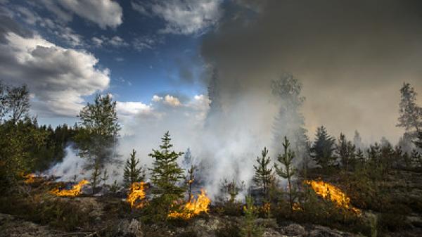 wildfire