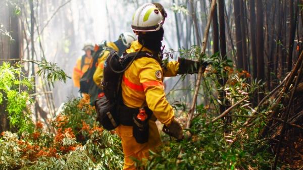 The firefighters from Portugal working cleaning a road to access the fire at Cortijo, Concepcion on February 15, 2023. 
