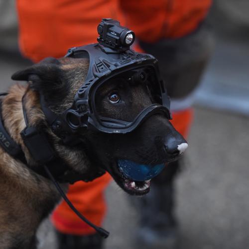 Rescue Dog ready of work