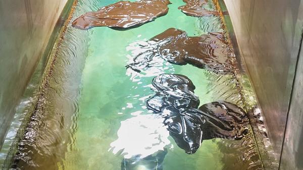 Oil in water during testing