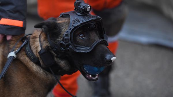 Rescue Dog ready of work